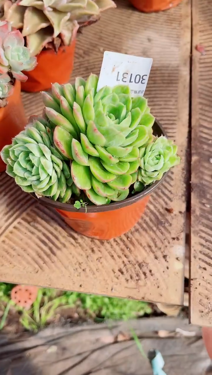 夏*跃跃精品多肉30131