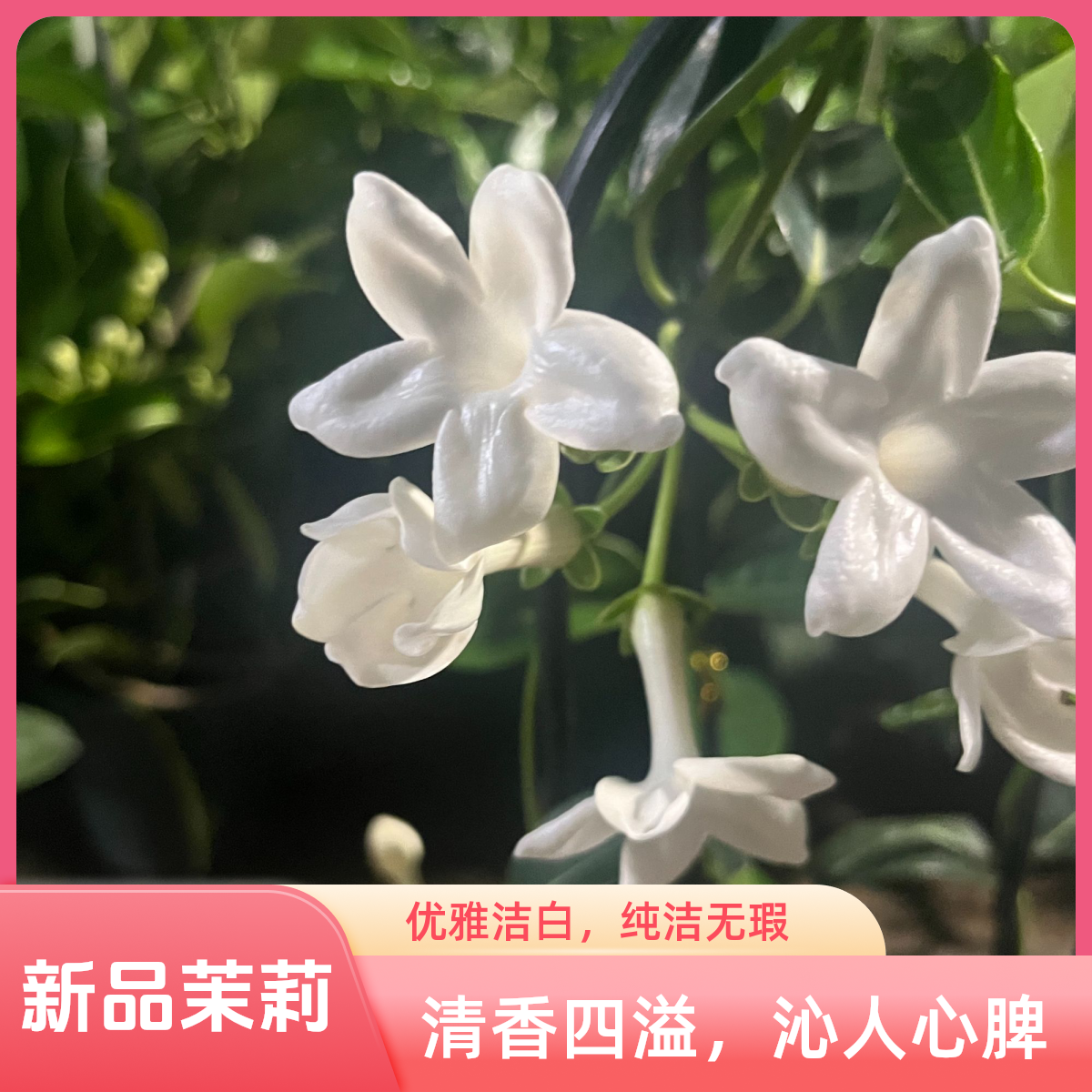 马达加斯加茉莉-新品上新