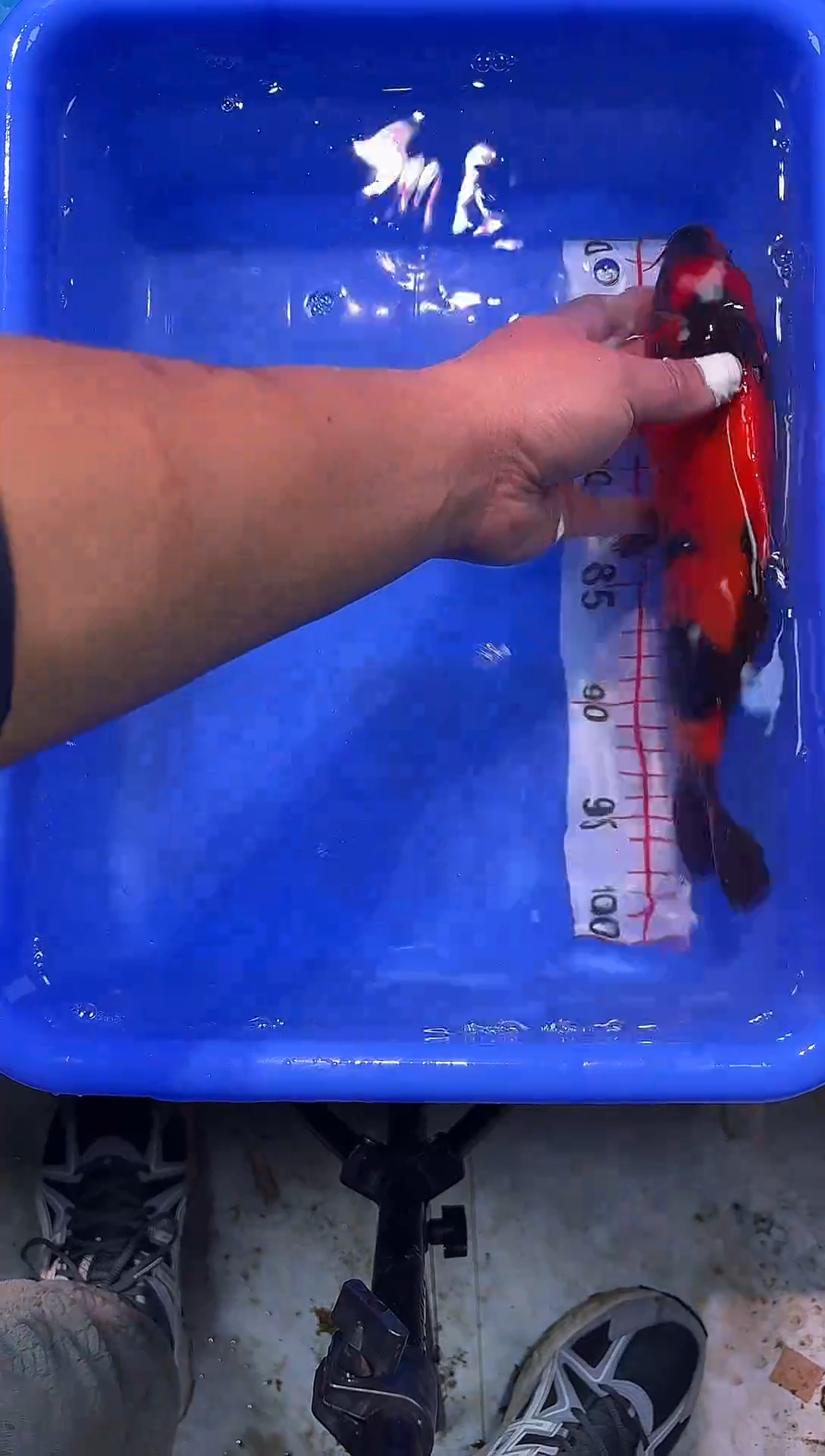 锦鲤锦鲤2026-1-4汇鼎锦鲤--76