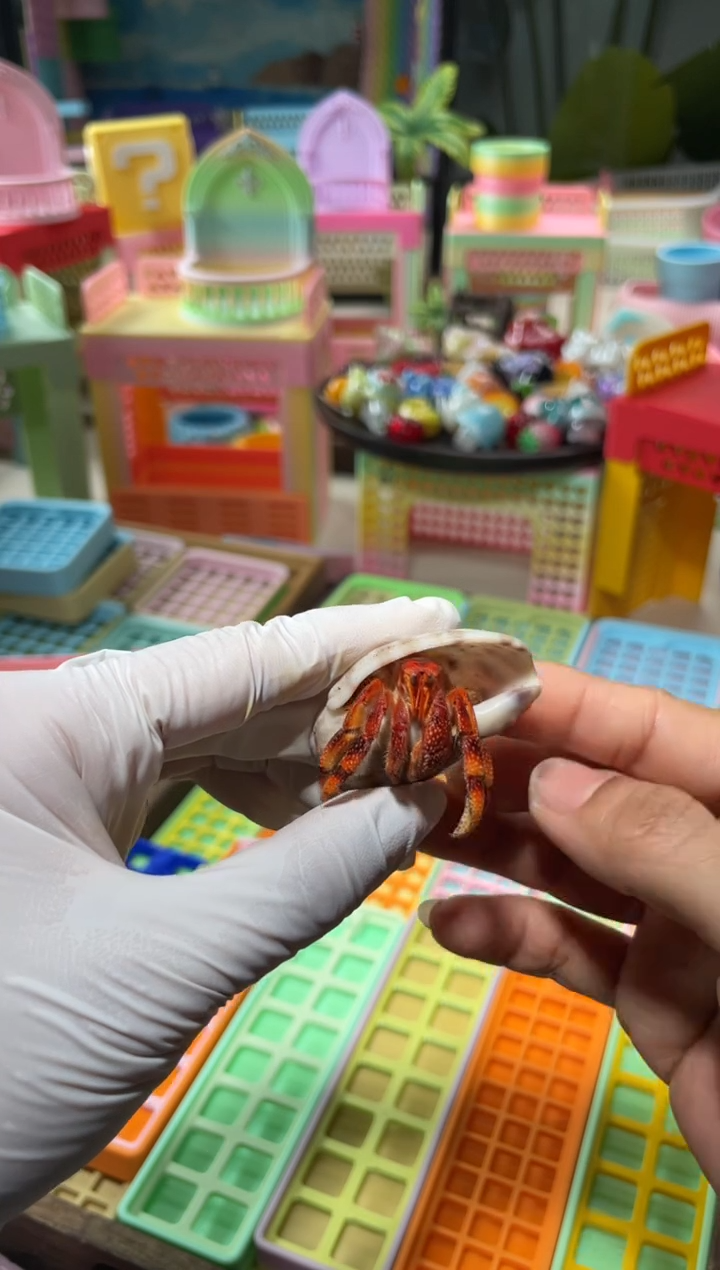 陌派帝国寄居蟹213，黑莓