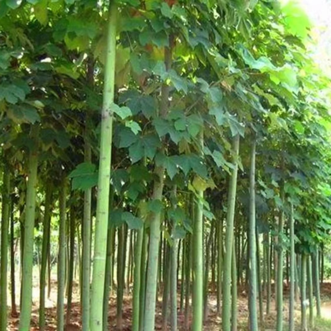 青桐法桐树苗 中国梧桐  青铜树 庭院行道绿化苗风景观赏树