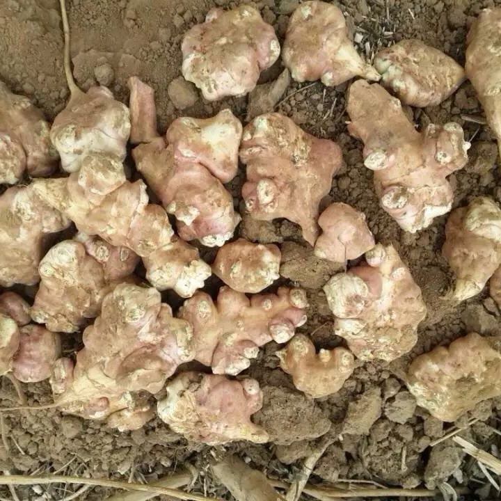 农家土地现挖亚洋姜