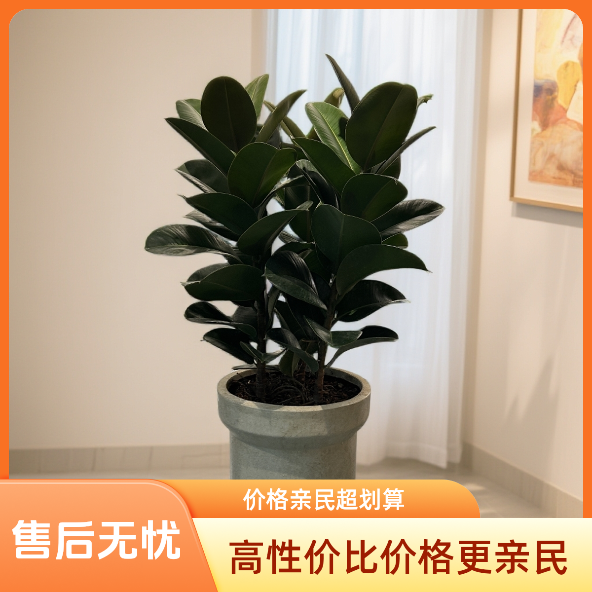 精选绿金刚橡皮树绿植