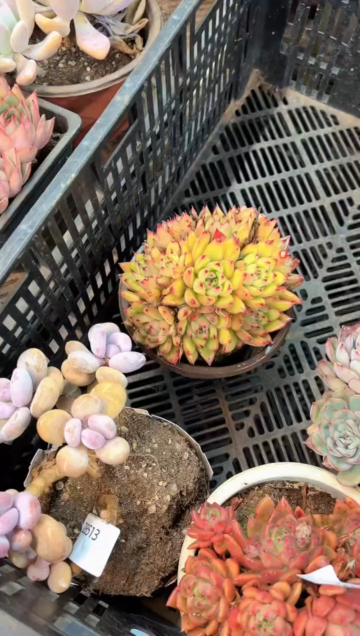无**1多肉植物一物一拍28515