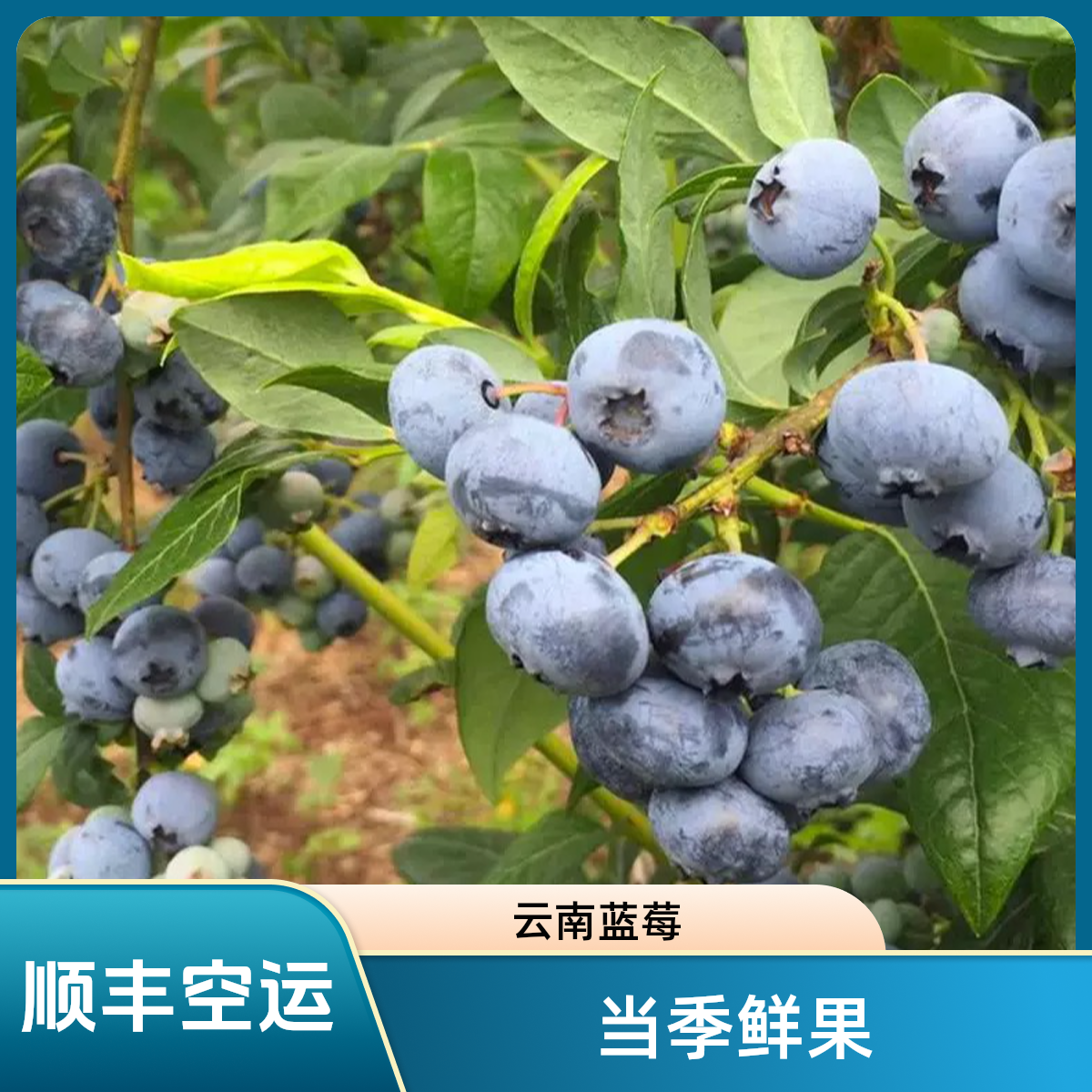 【顺丰空运】云南高山种植花香蓝莓当季新鲜采摘特大果速抢8盒装ZY