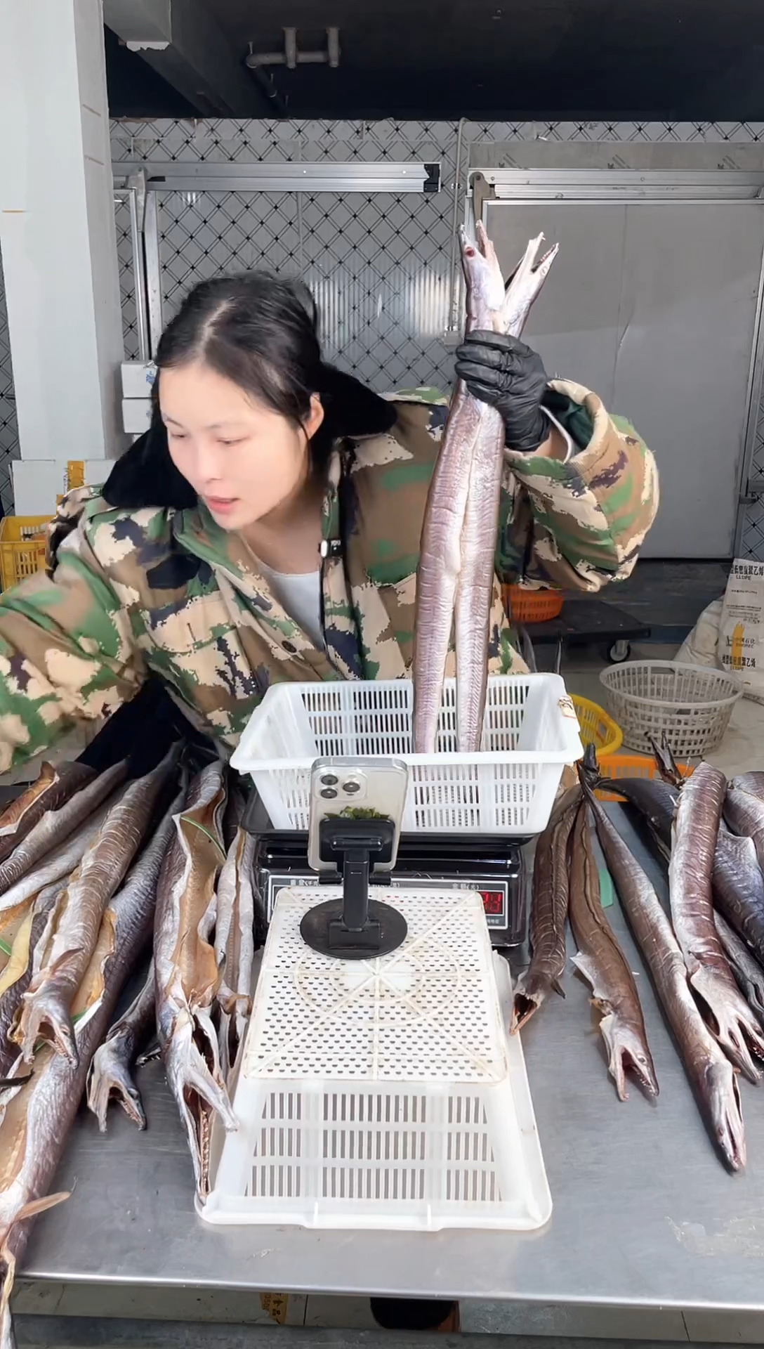 中国大陆8两左右风鳗