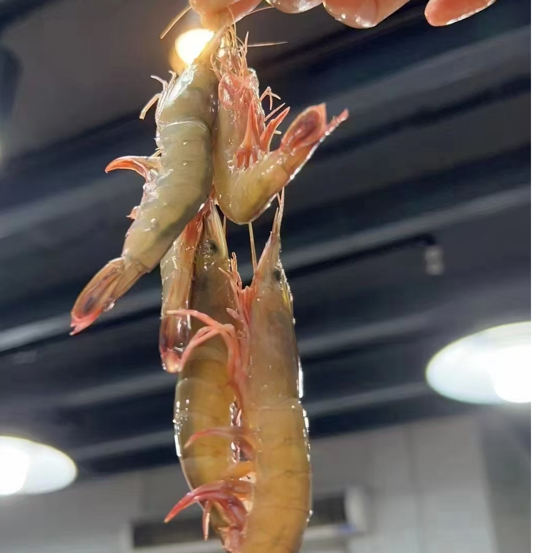 东海野生滑皮虾 剑虾 条虾 到手净重3斤（统货发介意小勿拍）