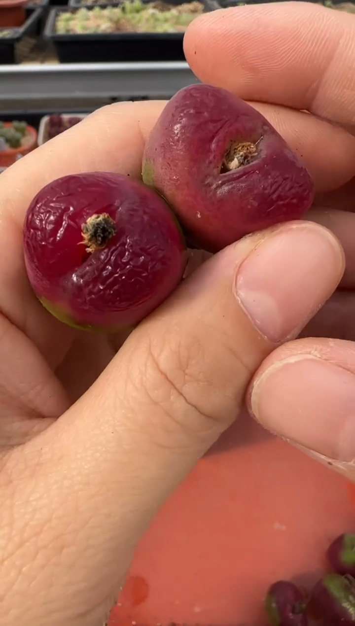 【闪购商品】13-67