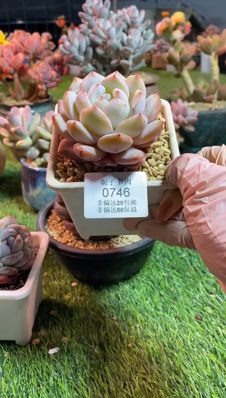 【闪购商品】0746a