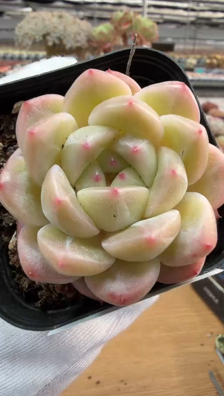 东云多肉园二店-275