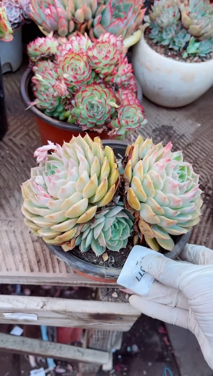 【闪购商品】09077