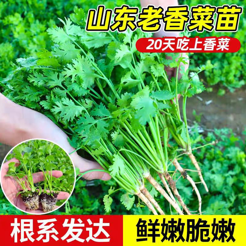 香菜苗山东老品种香菜带根秧苗芫荽苗秋冬耐寒蔬菜苗带土阳台种菜