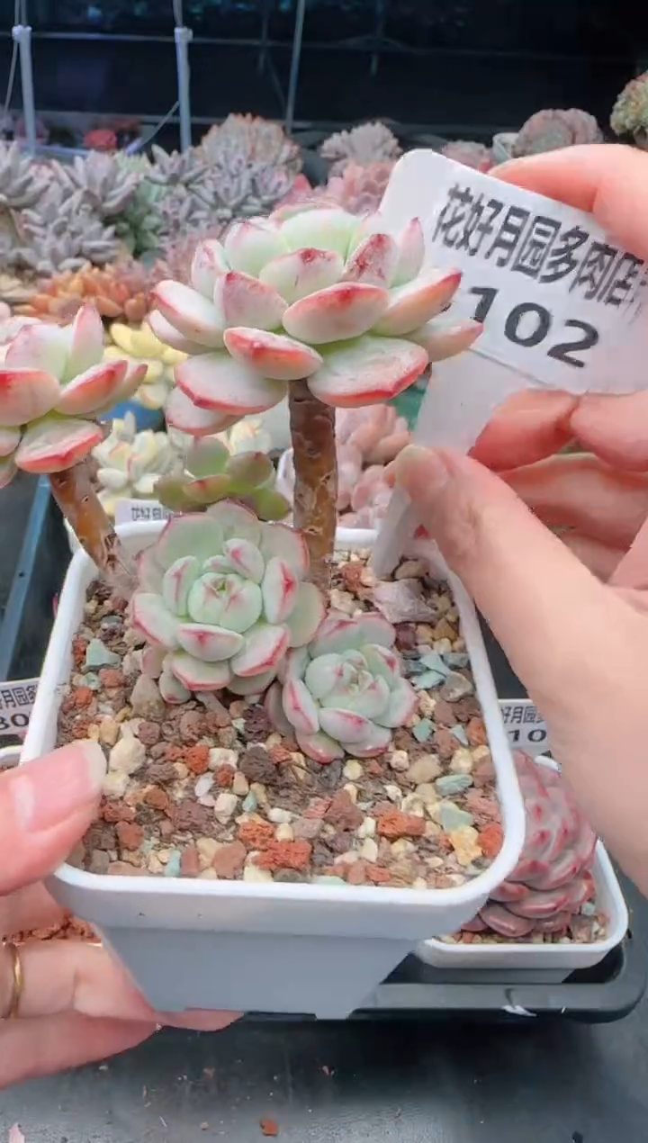 【闪购商品】8102.