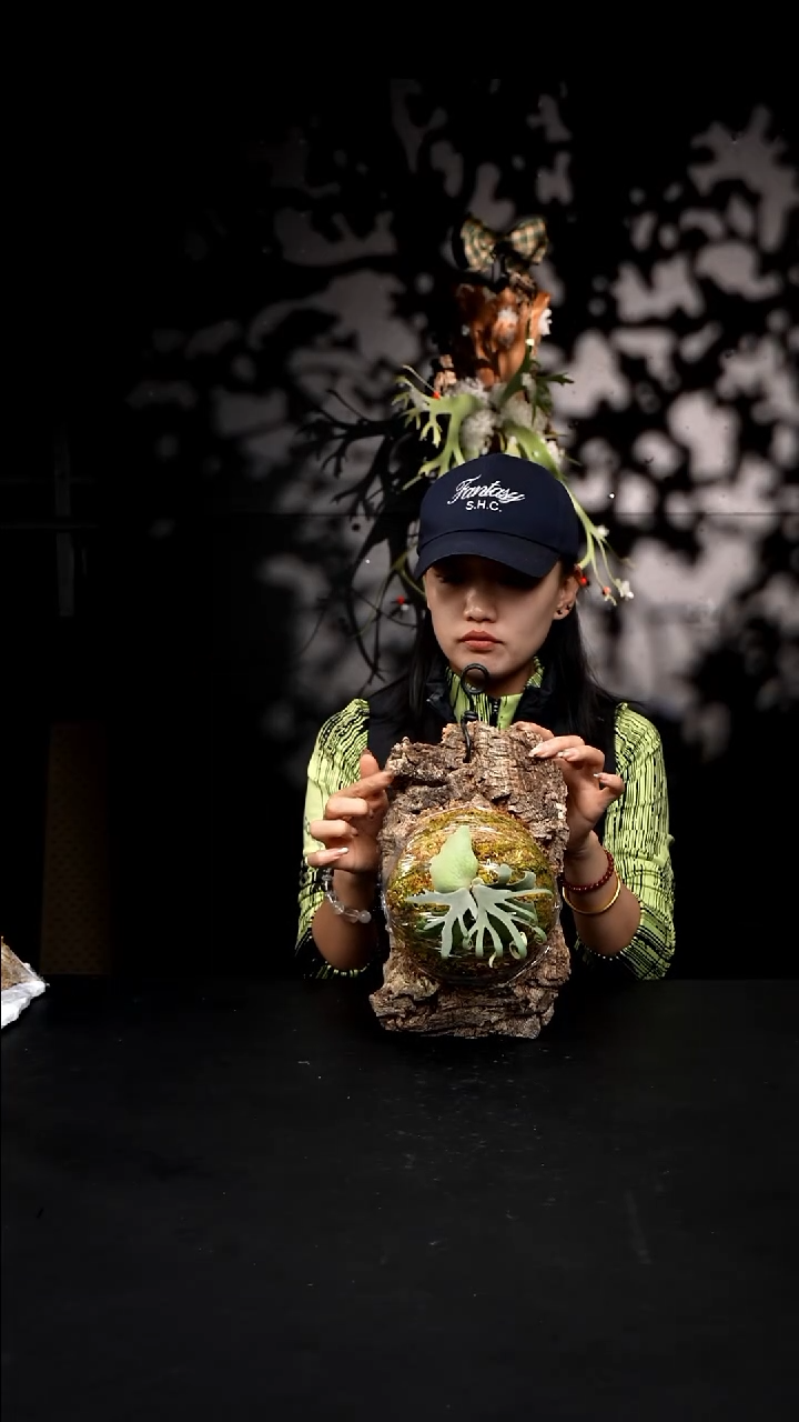 不开花植物LC1227-05 珍妮