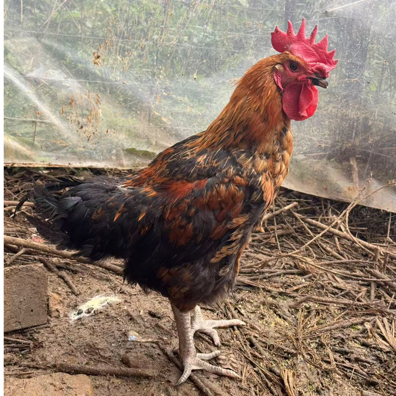 1只娇花鸡  黑毛公鸡  肉质鲜美生鲜鸡顺丰包邮