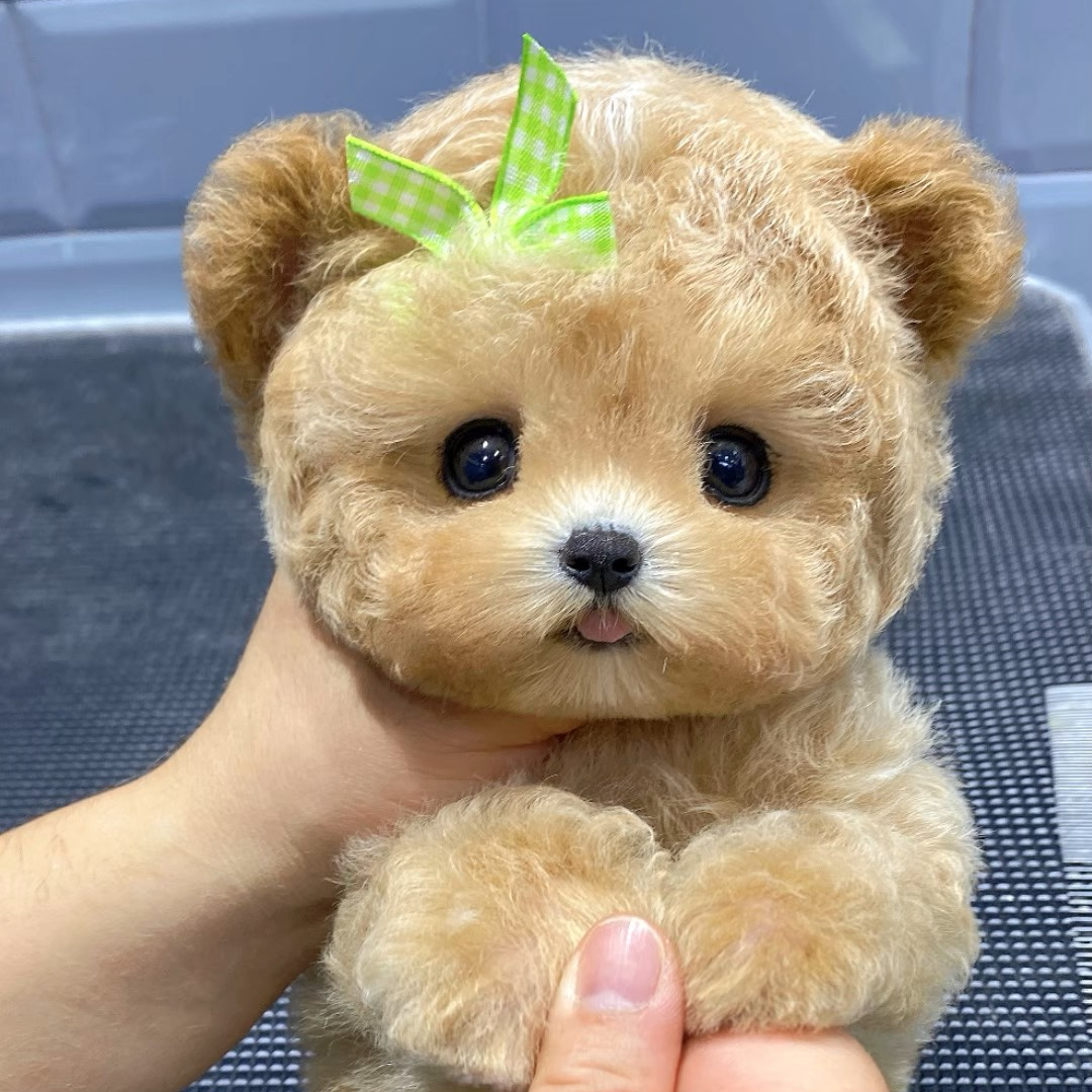 杭州高端萌系小型比熊泰迪马尔泰可卡布幼犬