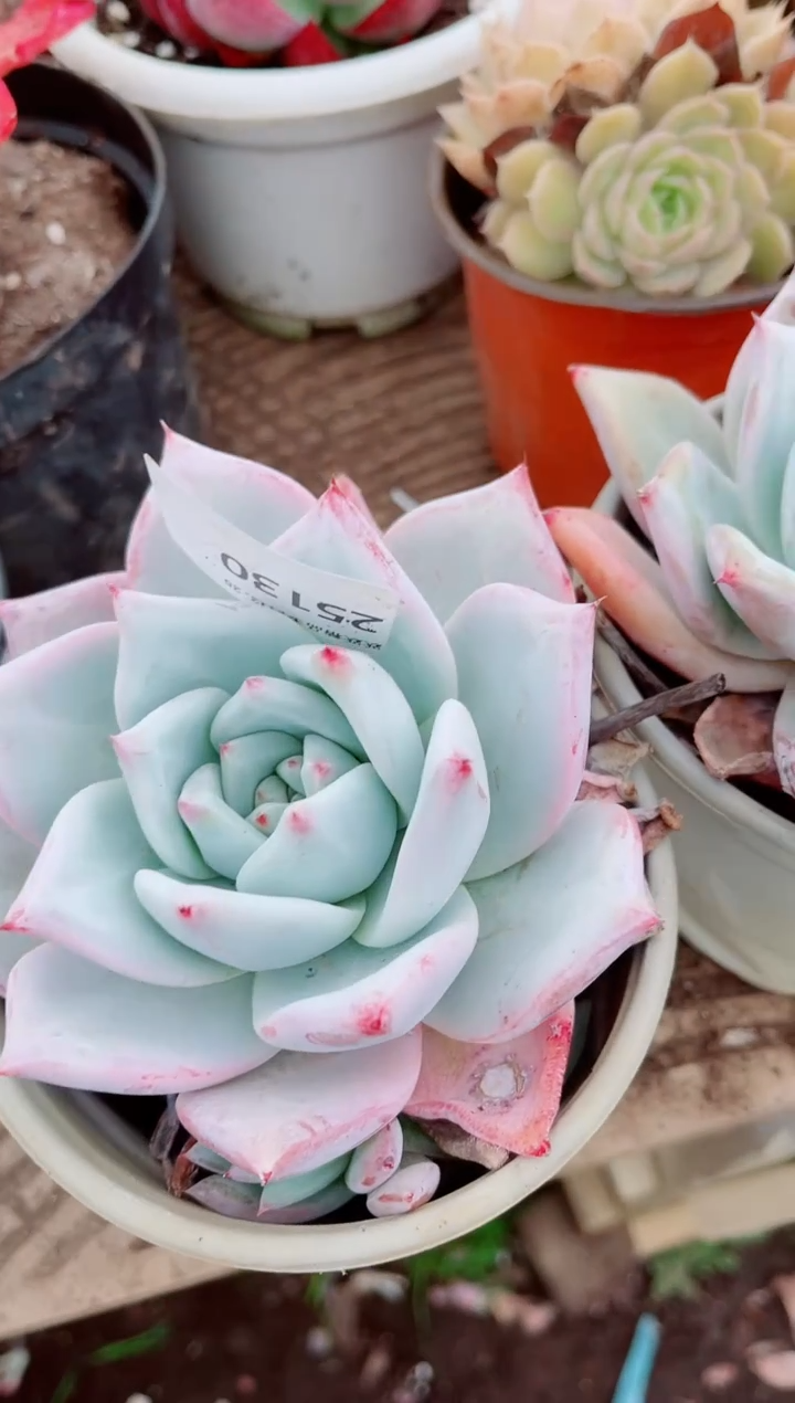 鳳跃跃精品多肉25130