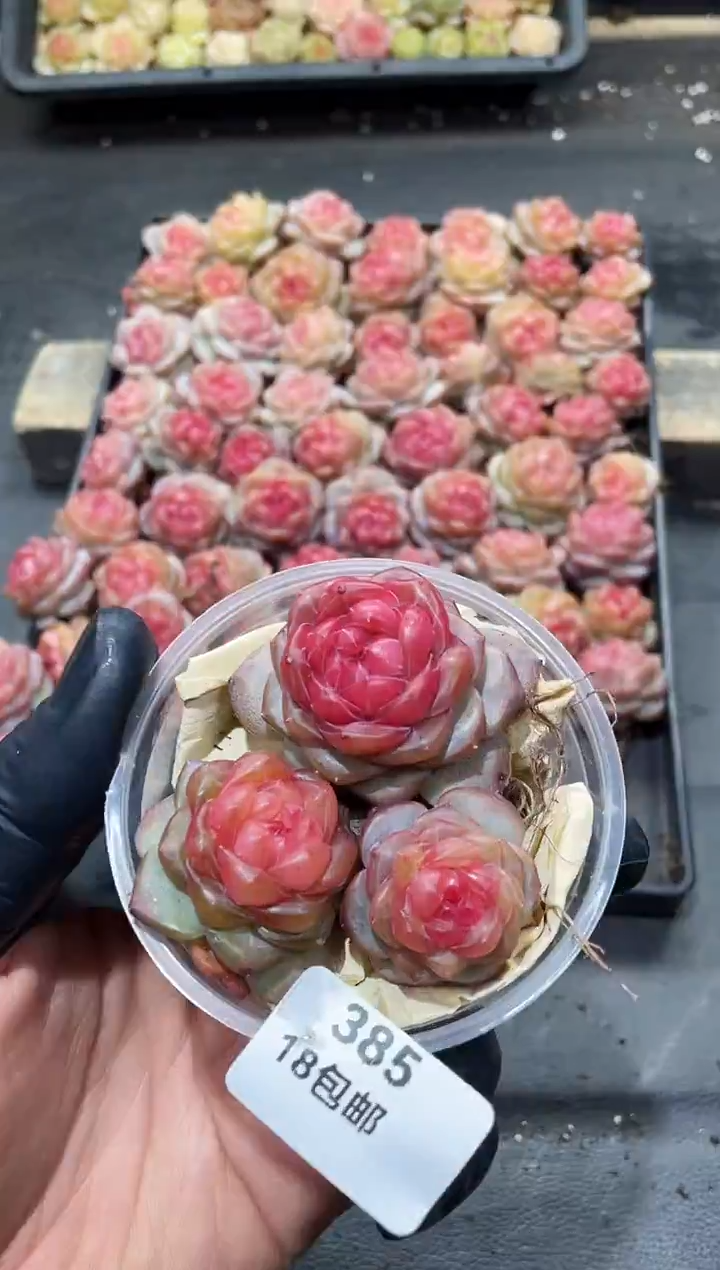 385寒江影      量拍