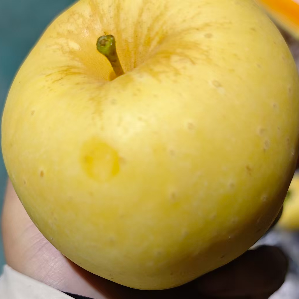 【老何严选】黄胖子维纳斯苹果10粒礼盒装（瑕疵果，有轻微磕碰伤）