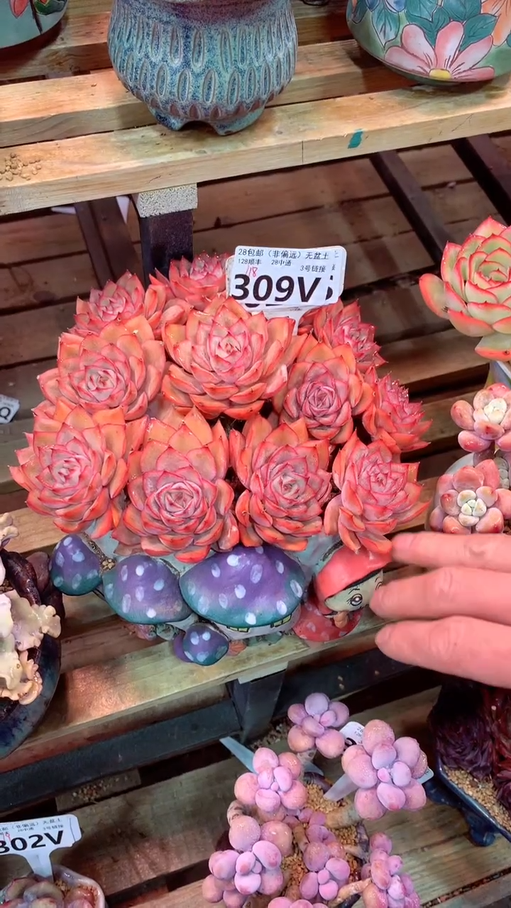 覅*309V只走物流（一物一拍，精品多肉，w所见即所得 ）