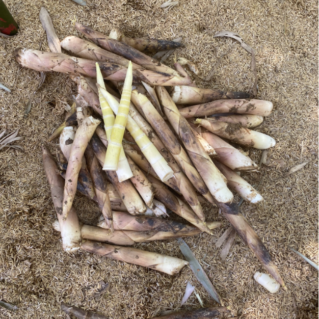 【细小雷竹笋】万年深山现挖现发去老根嫩牙春新鲜农家带壳整箱批发