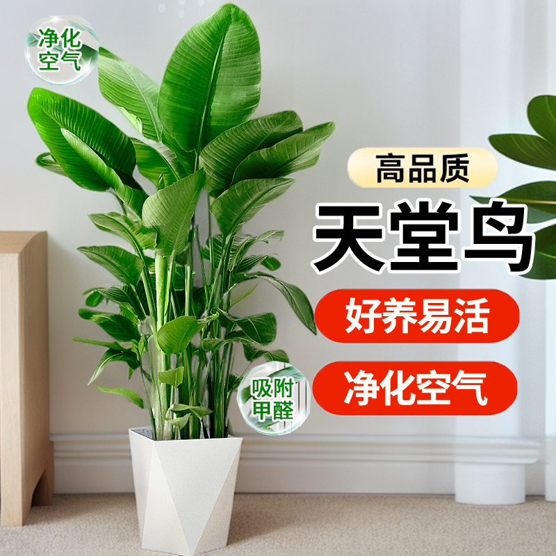 【甄选优苗】1.-1.2米大叶天堂鸟净化空气提升氛围简单好养又高级