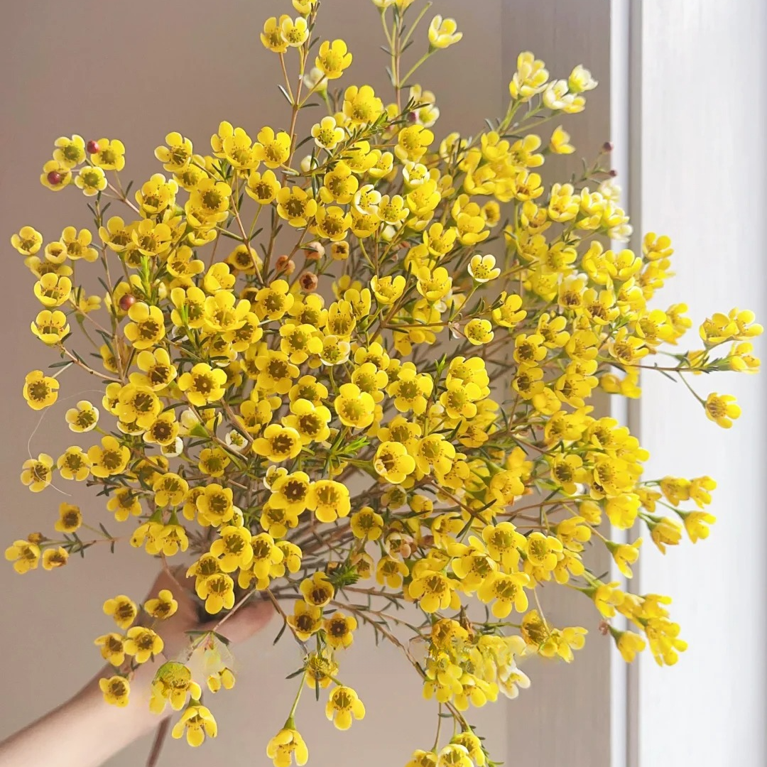 【大聪明卖花】黄色腊梅鲜花  任意两单鲜花升级快递-元旦福利