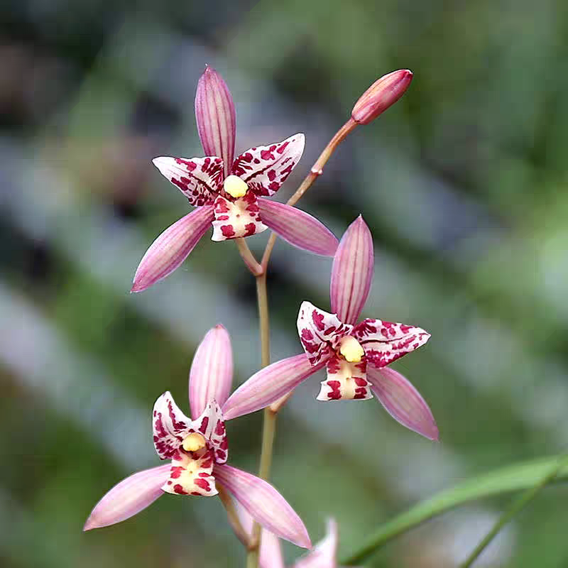 建兰红宋梅带花剑