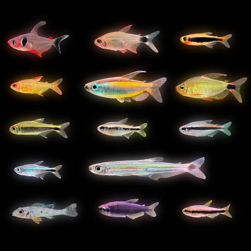 灯鱼灯鱼灯鱼8号