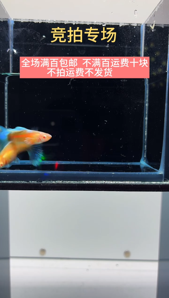 孔雀鱼蓝白欧翼一对-38