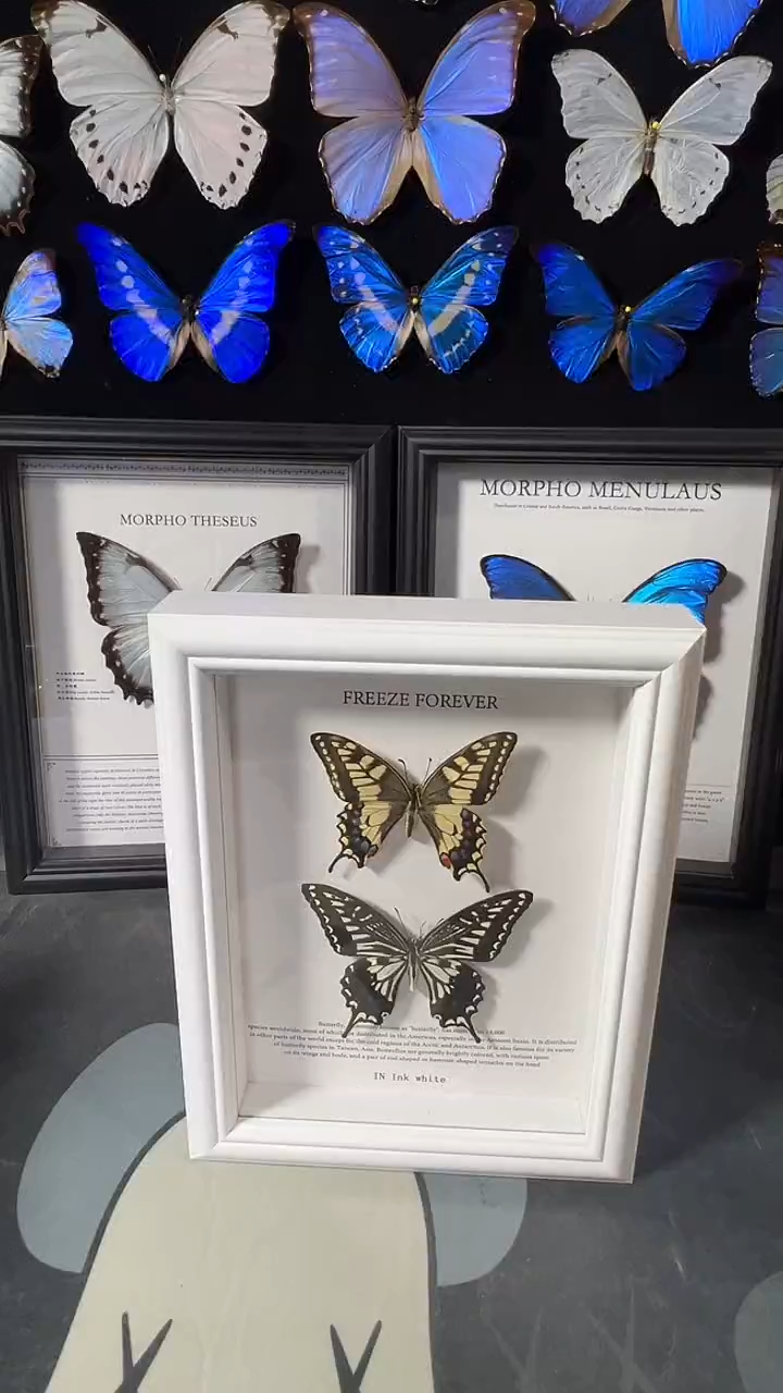 柑橘对蝶欧版相框