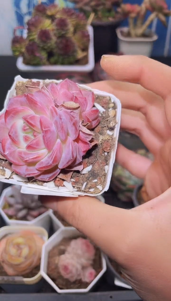 【闪购商品】238精灵琥珀