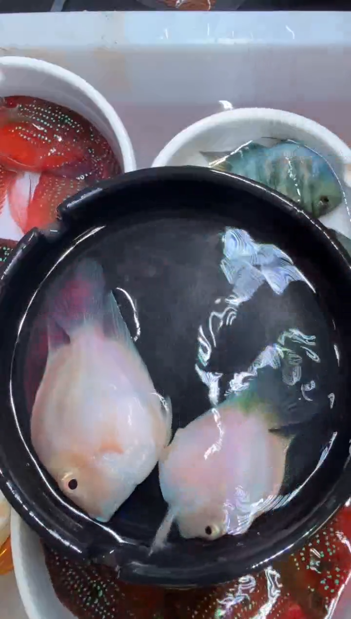 鹦鹉鱼白金一对  