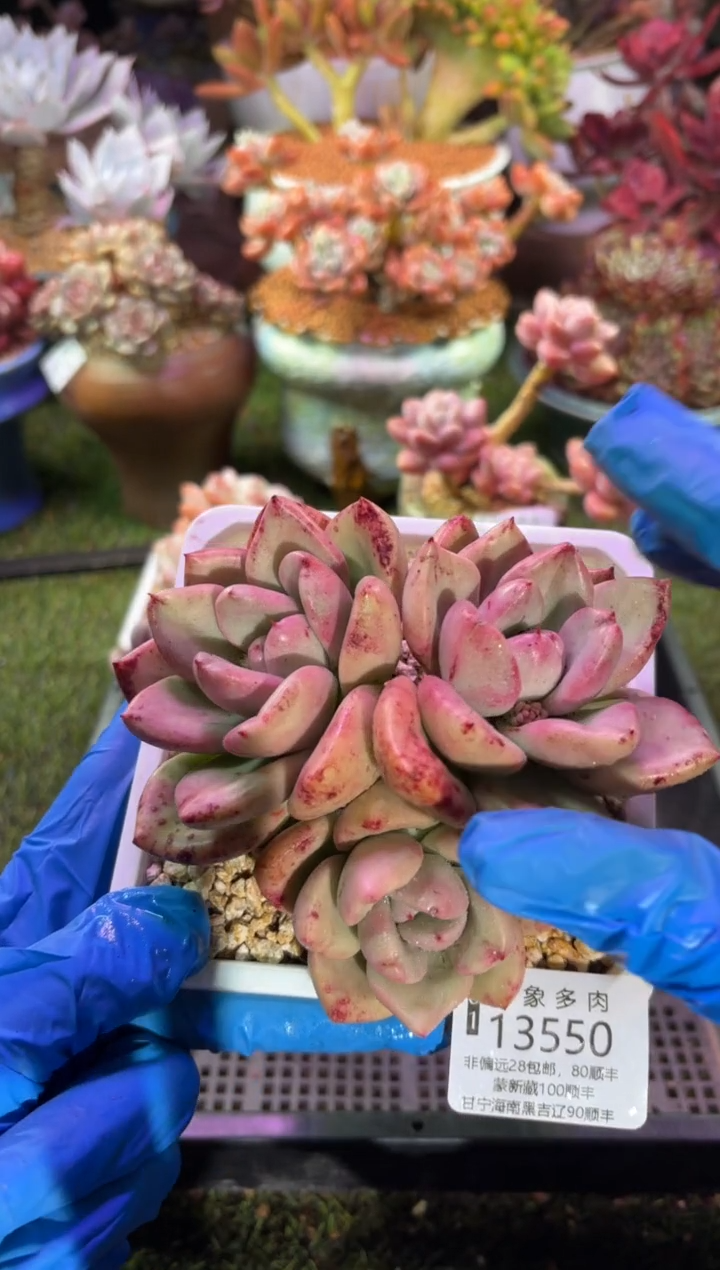 【闪购商品】13550