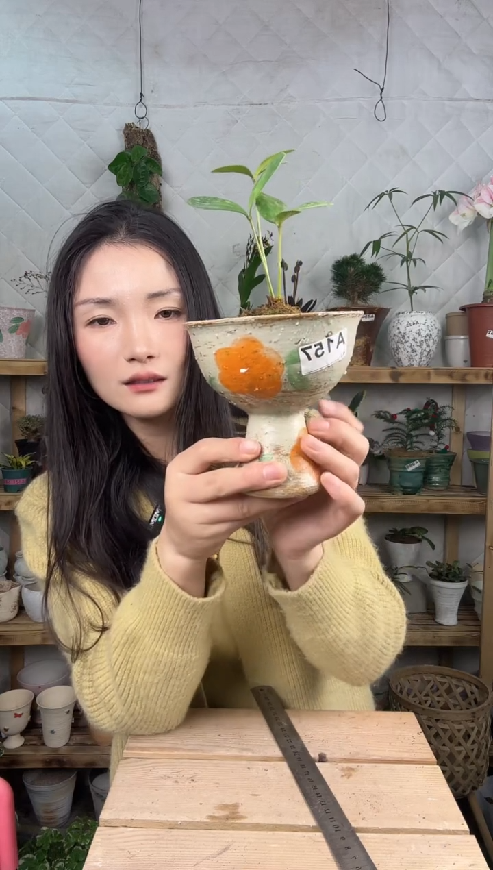 无花朵157墨西哥铁苔藓球加盆一套