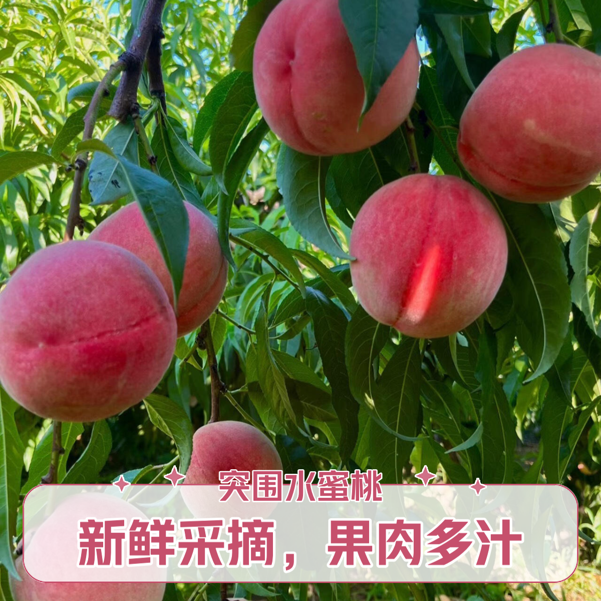 【公益助农】冰雹砸伤微瑕/突围水蜜桃/送一箱油桃