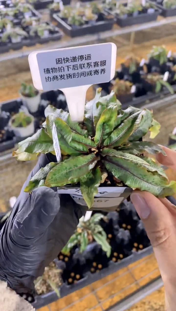 【闪购商品】克氏大戟FA-567