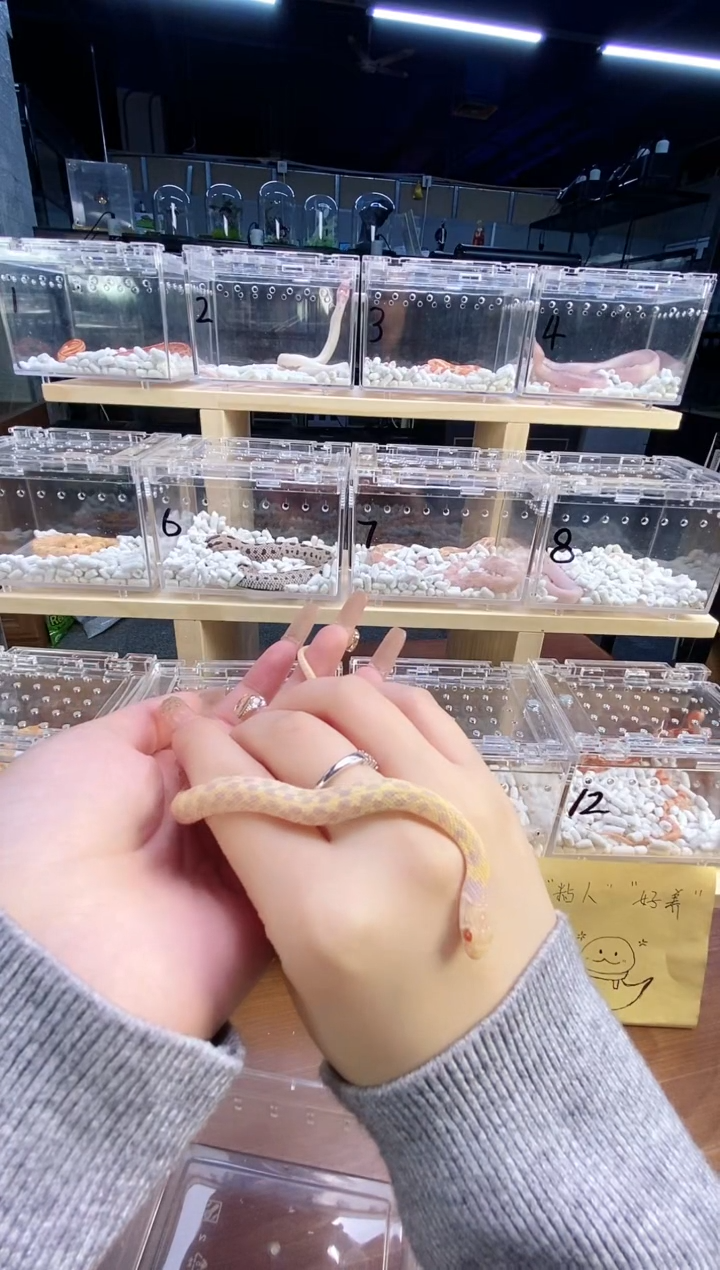 豹纹守宫白化束带