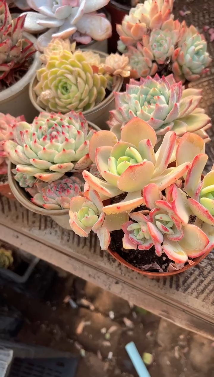 ❄**球多肉植物一物一拍31331