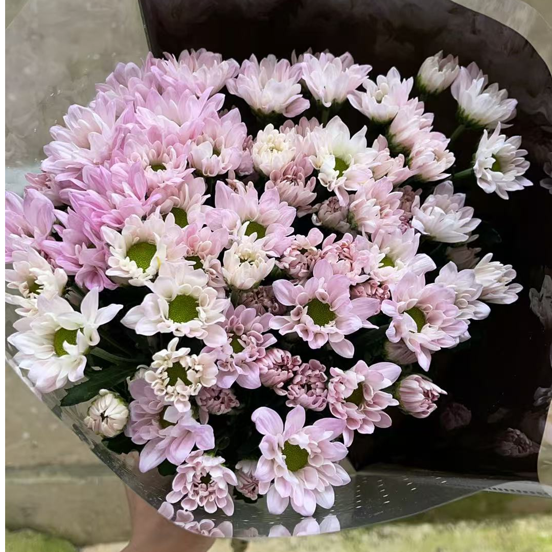 香香公主（粉色）小雏菊  小雏菊全店任意4单一个运费