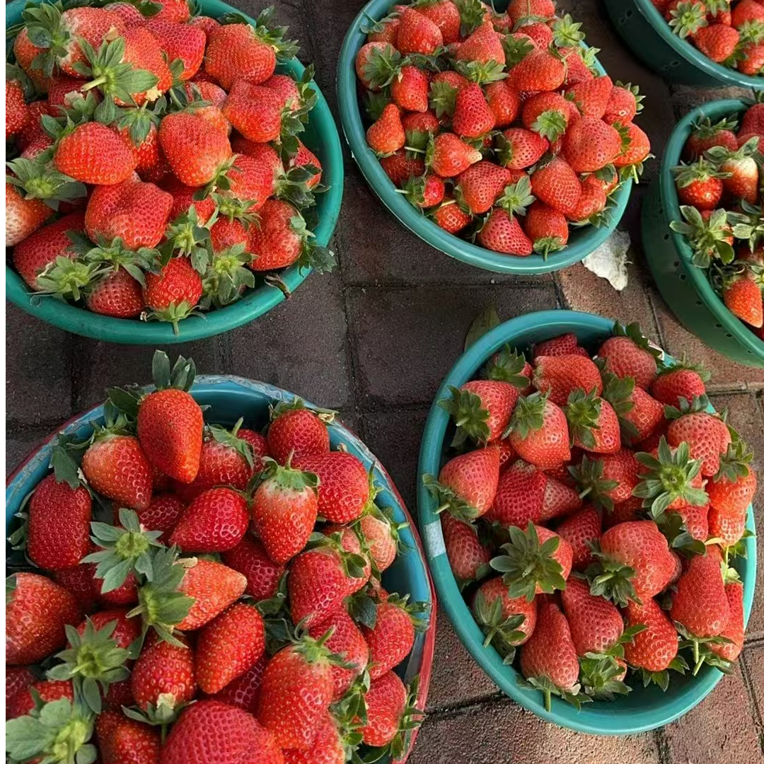 正宗奶油草莓 20元一盒 重一斤