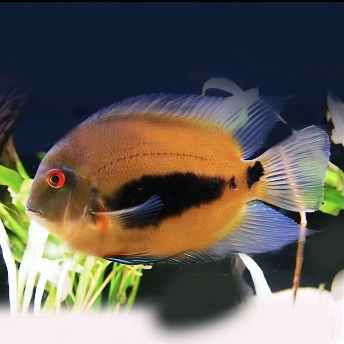 大吉大利黑云鱼 龙鱼混养鱼 包邮包运损 