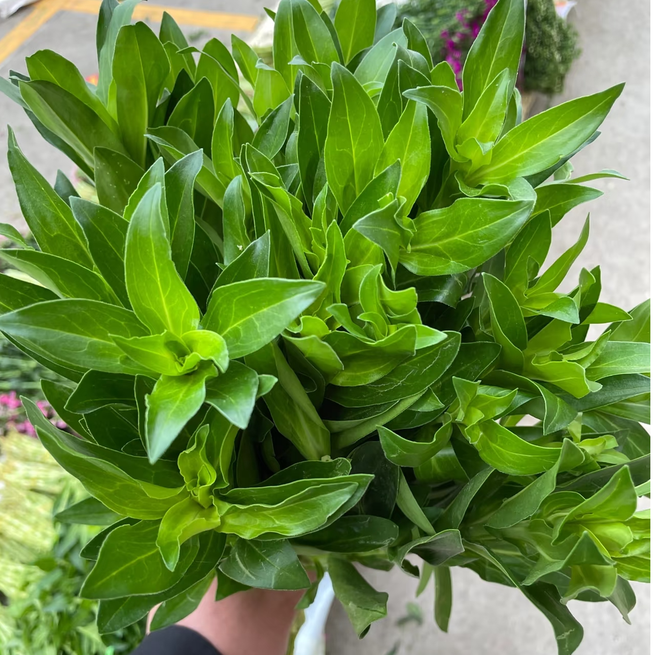 【买一送一】 青梅叶  云南 基地 鲜花 水养 家养