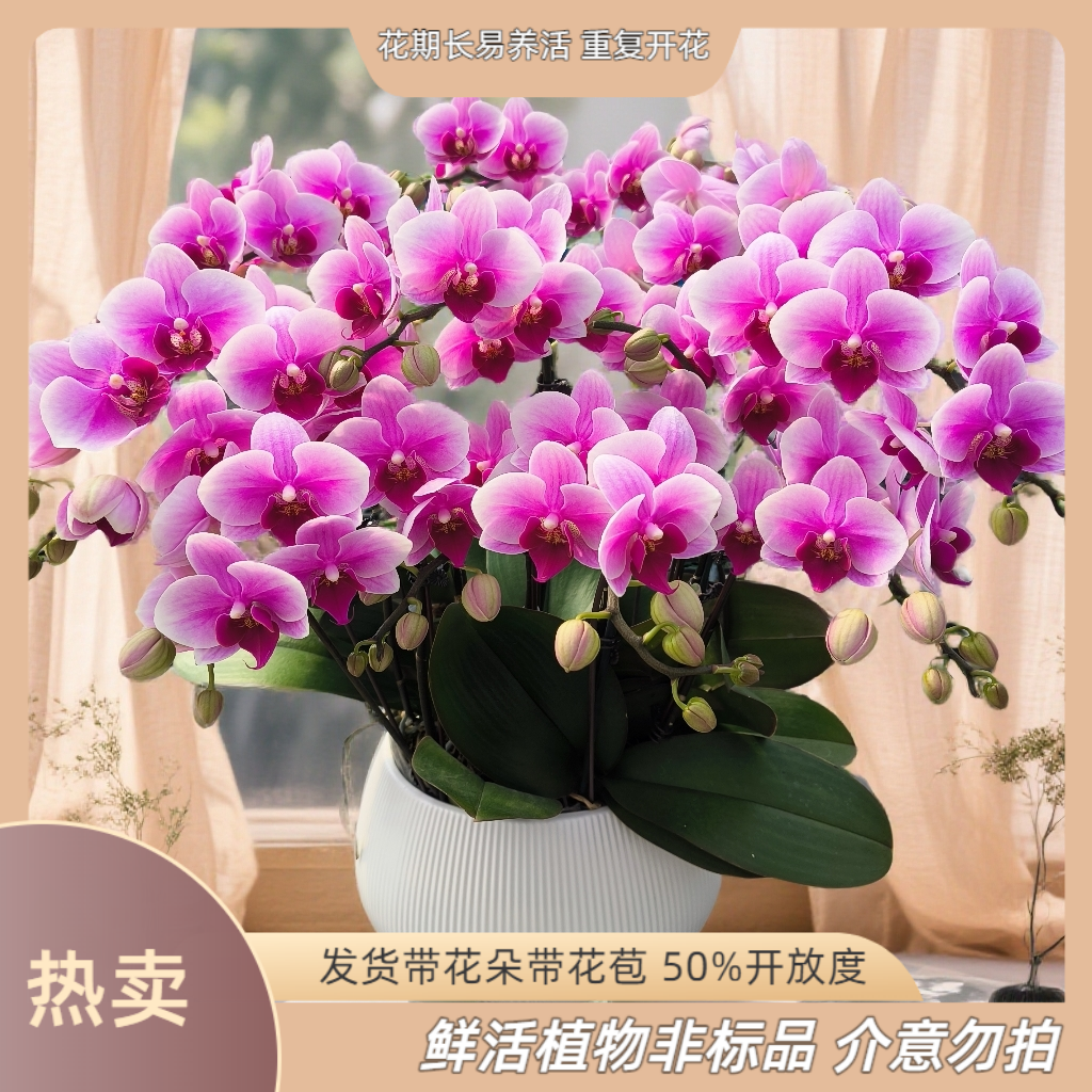 【紫蝶】-梦茜儿的花坊-下单养活蝴蝶兰卧室耐养绿植带花带花苞开花