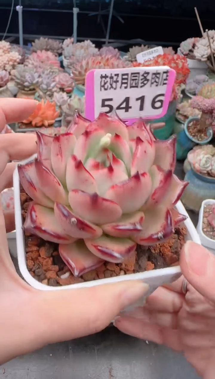 【闪购商品】5416.