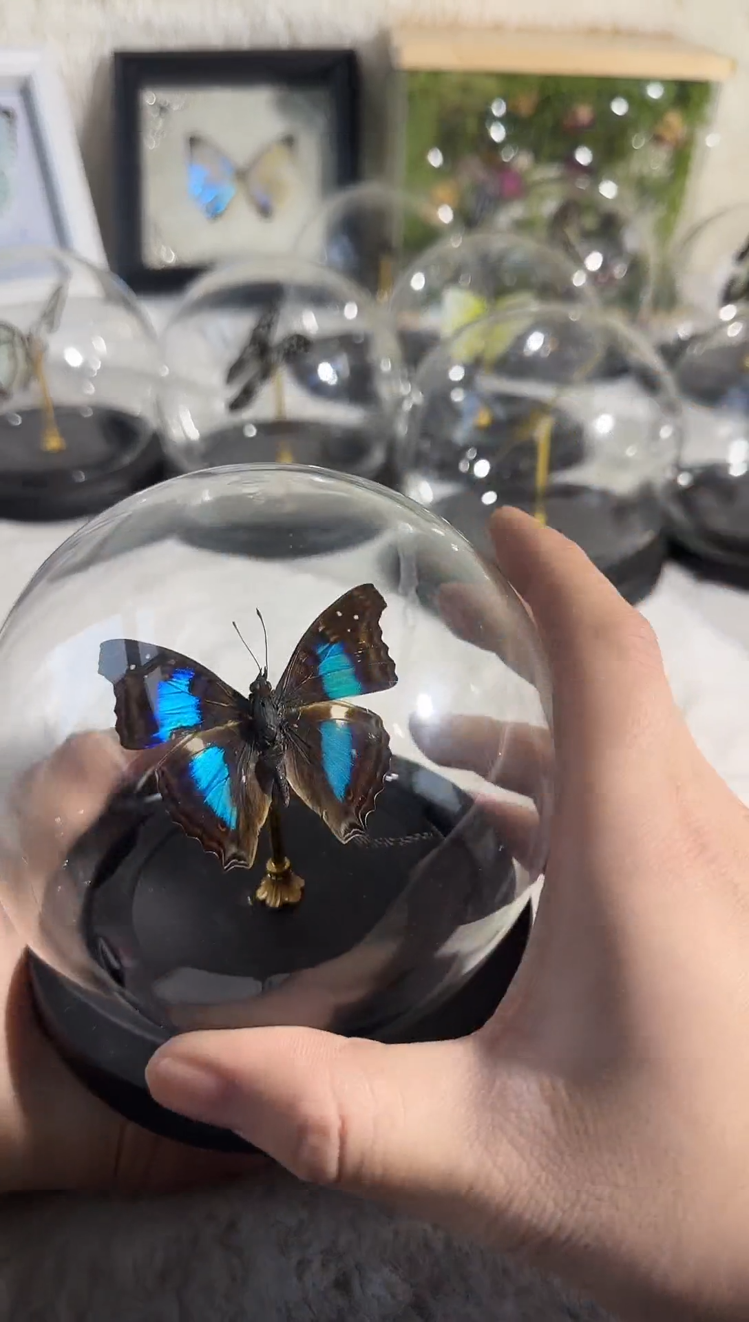 有机玻璃蓝带容水晶球