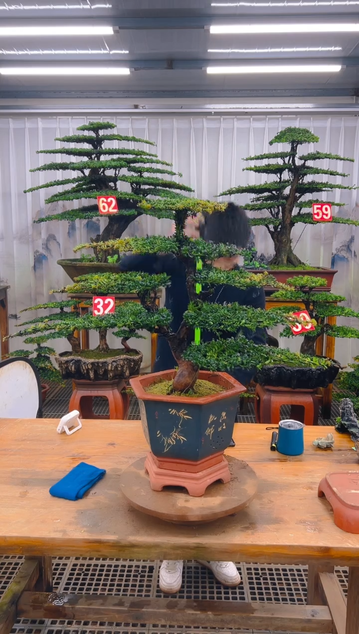 无花朵精品盆景直播间一物一 拍