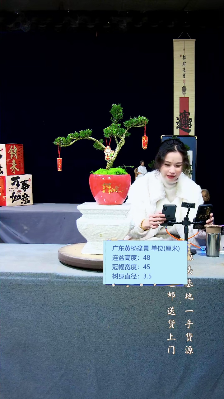 【闪购商品】雀舌皱皮黄杨盆景雀舌皱皮黄杨盆景