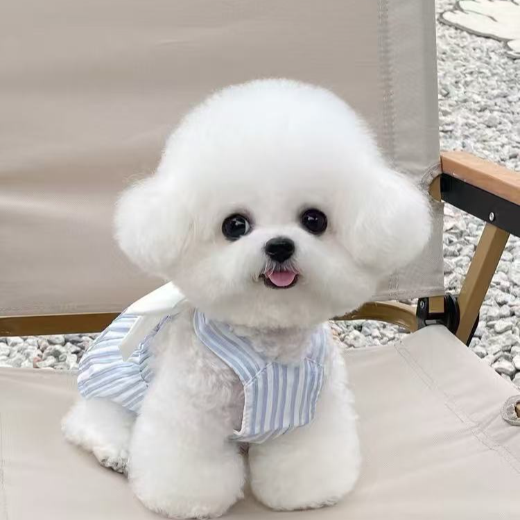 宠旺家狗狗活体链接