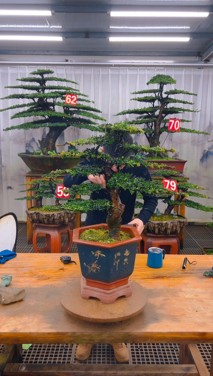 无花朵精品盆景直播间一物一拍